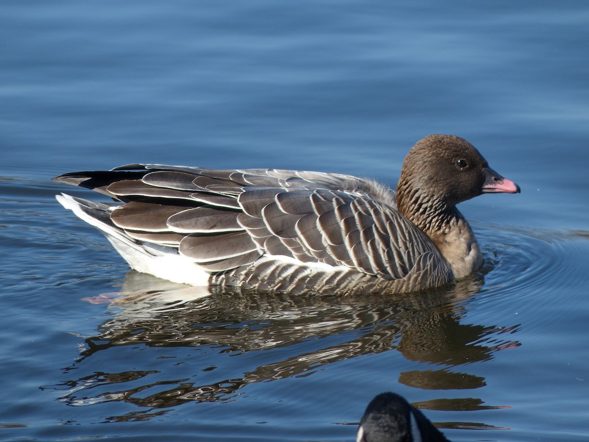 Pink-footed Goose - ML174173901