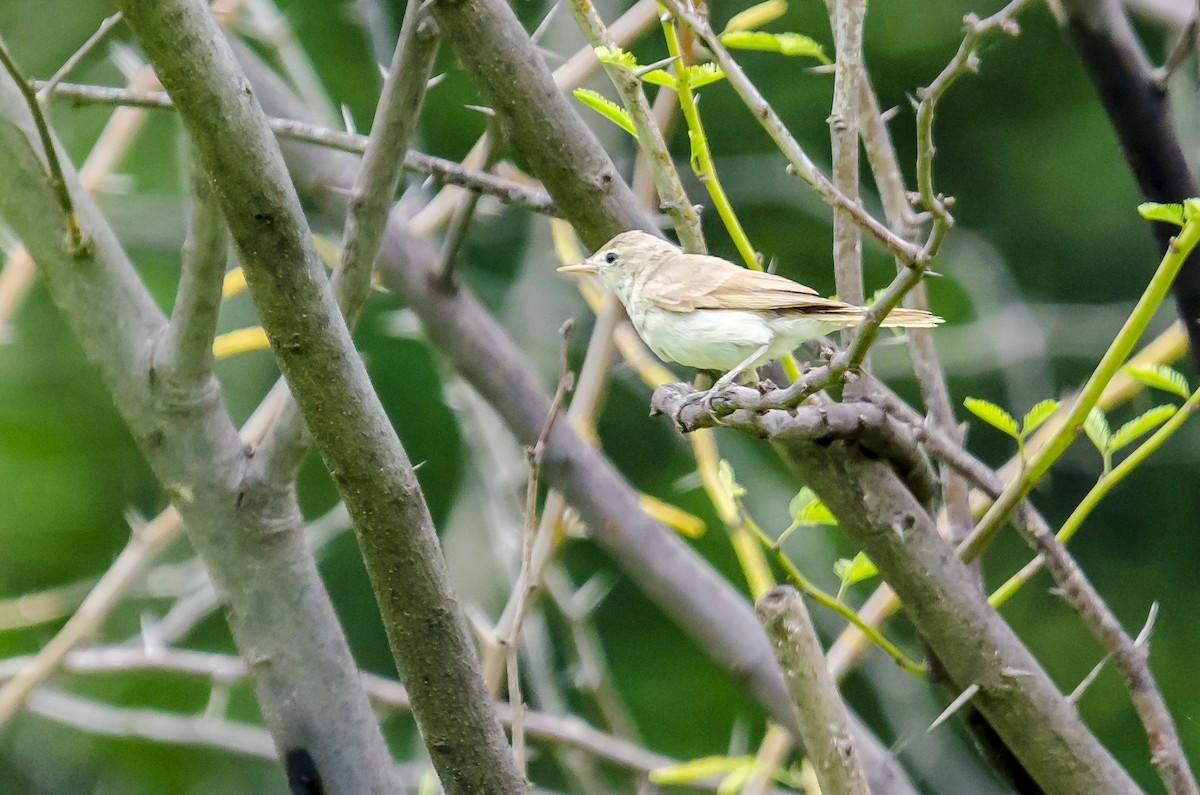 Sykes's Warbler - ML174174391