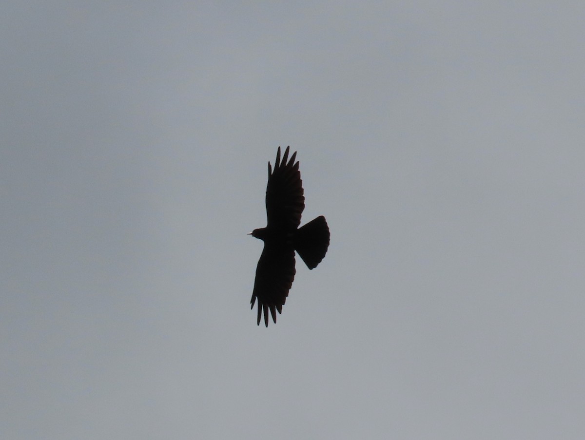 Red-billed Chough - Chunhong LIU