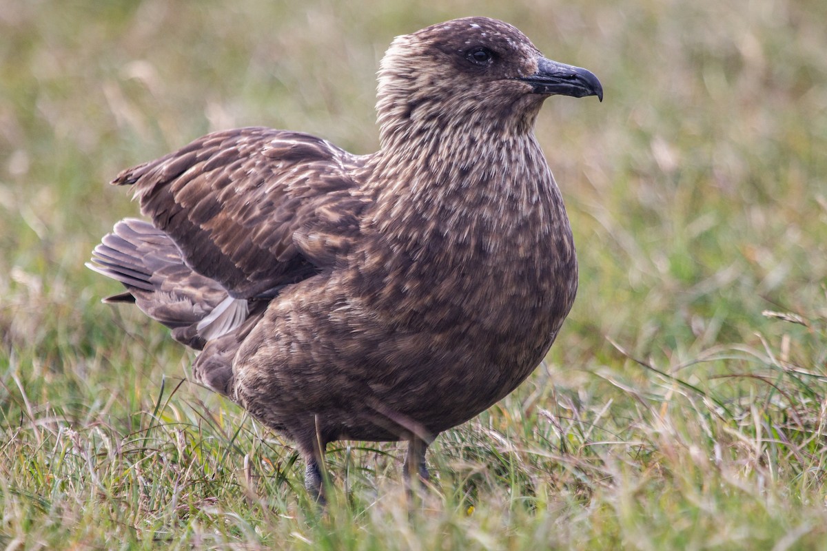 Great Skua - Stercorarius skua - Media Search - Macaulay Library and eBird