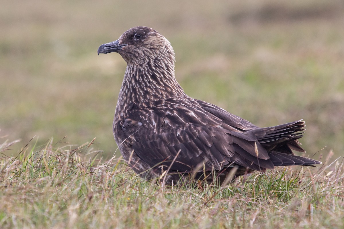 Great Skua - Stercorarius skua - Media Search - Macaulay Library and eBird