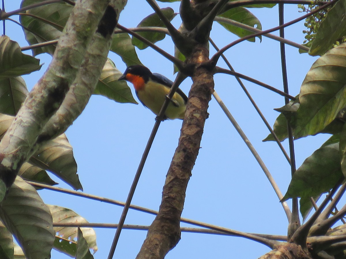 Orange-throated Tanager - ML174175851