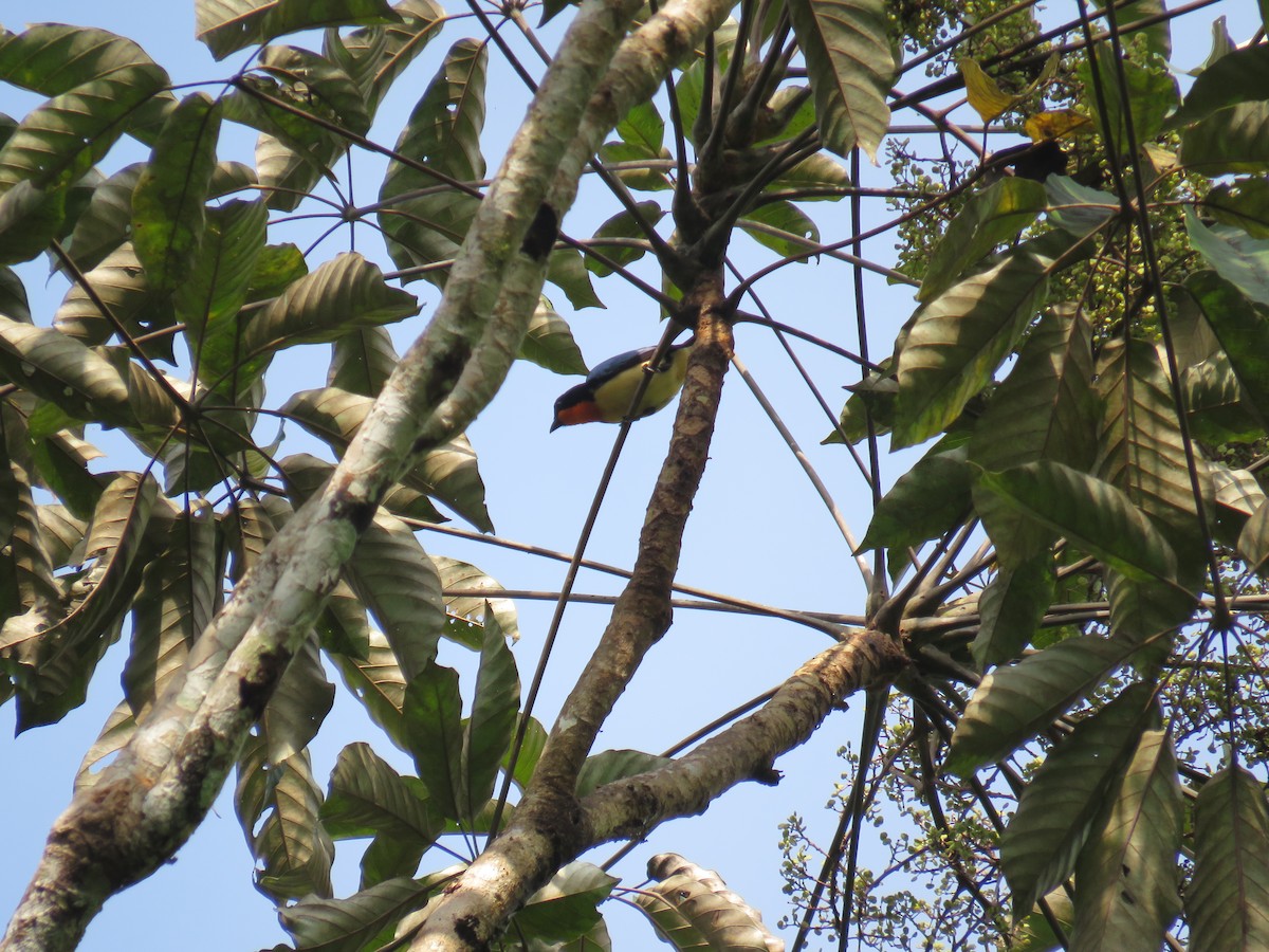 Orange-throated Tanager - ML174175911