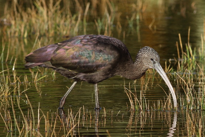 Glossy Ibis - ML174179171