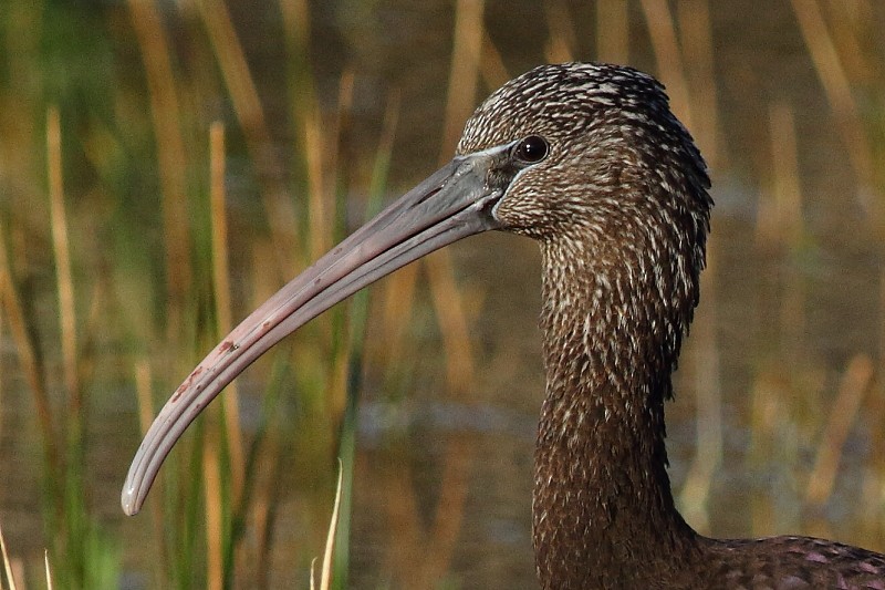 Glossy Ibis - ML174179181