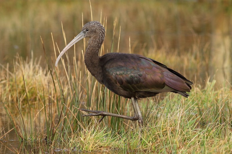 Glossy Ibis - ML174179201