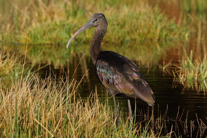 Glossy Ibis - ML174179211