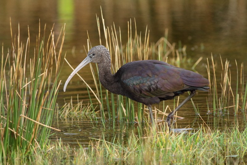 ibis hnědý - ML174179231