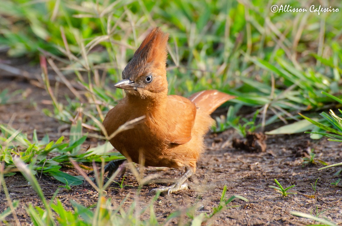 Caatinga Cacholote - Allisson Cafeseiro