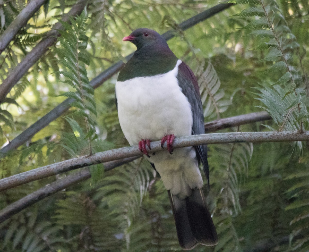 New Zealand Pigeon - ML174180731