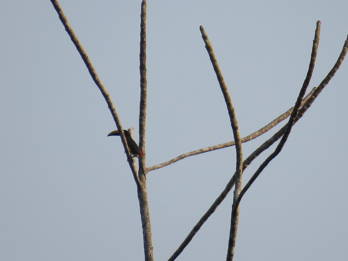 Lettered Aracari - ML174181391