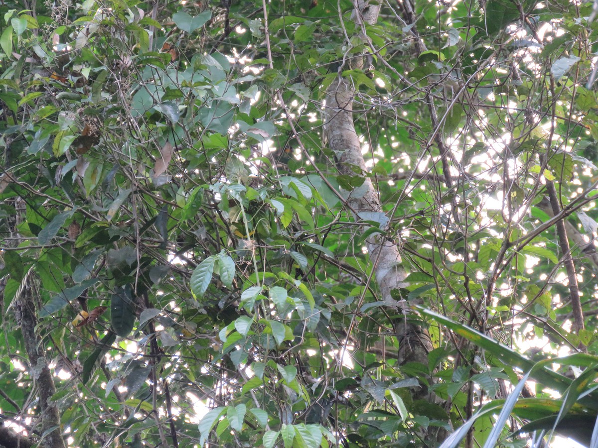 Orange-cheeked Parrot - ML174181621