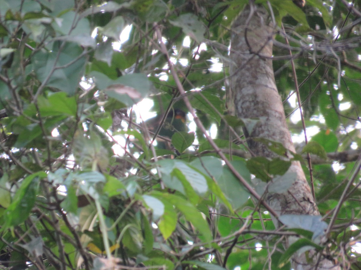 Orange-cheeked Parrot - ML174181631