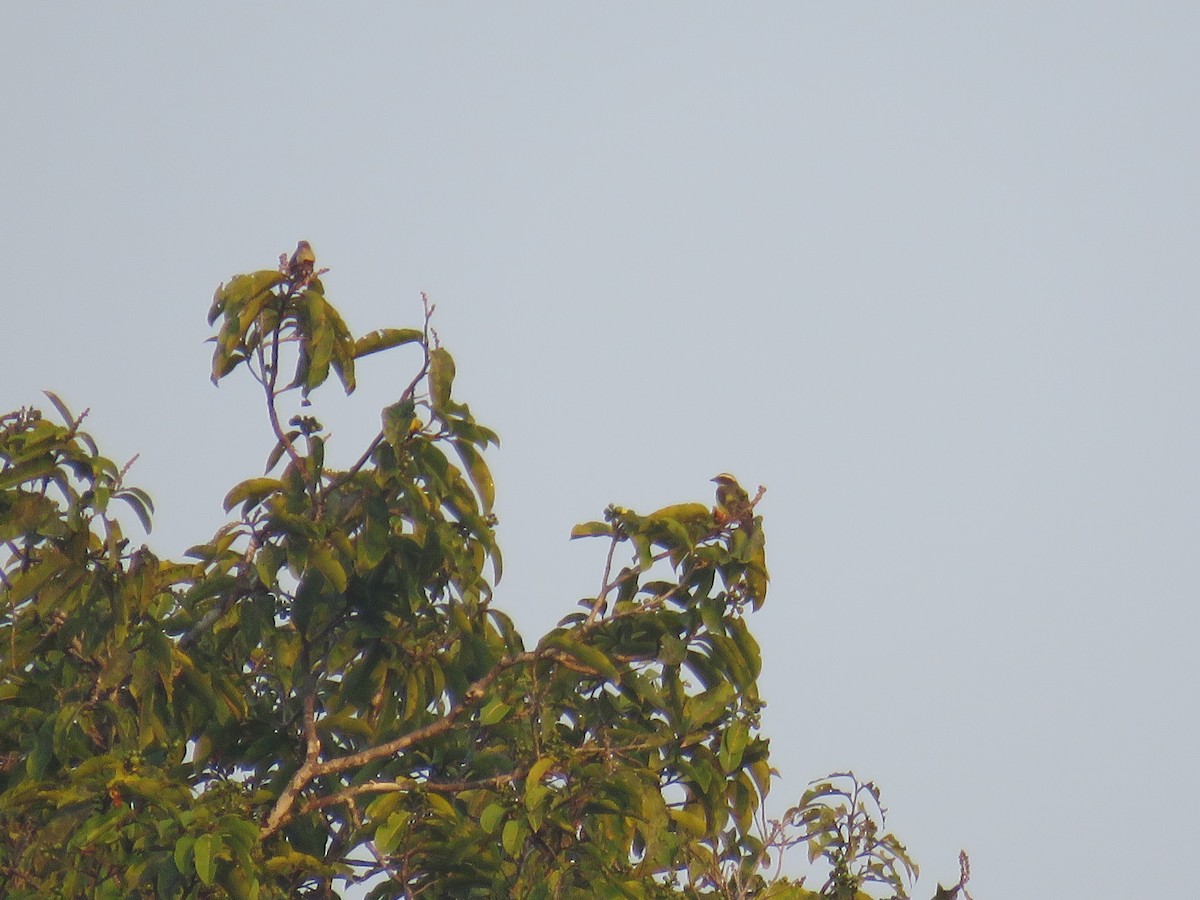 Three-striped Flycatcher - ML174181901