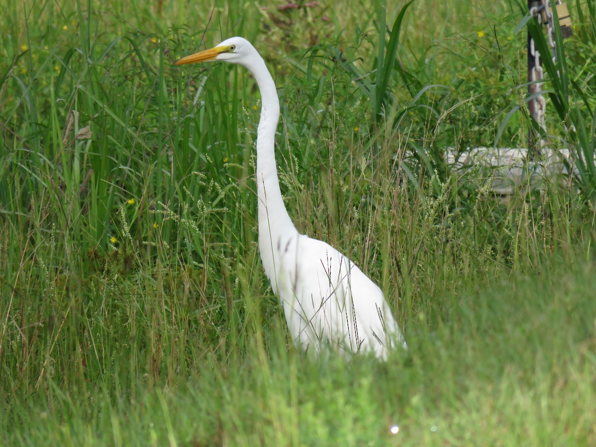 Great Egret - ML174182151