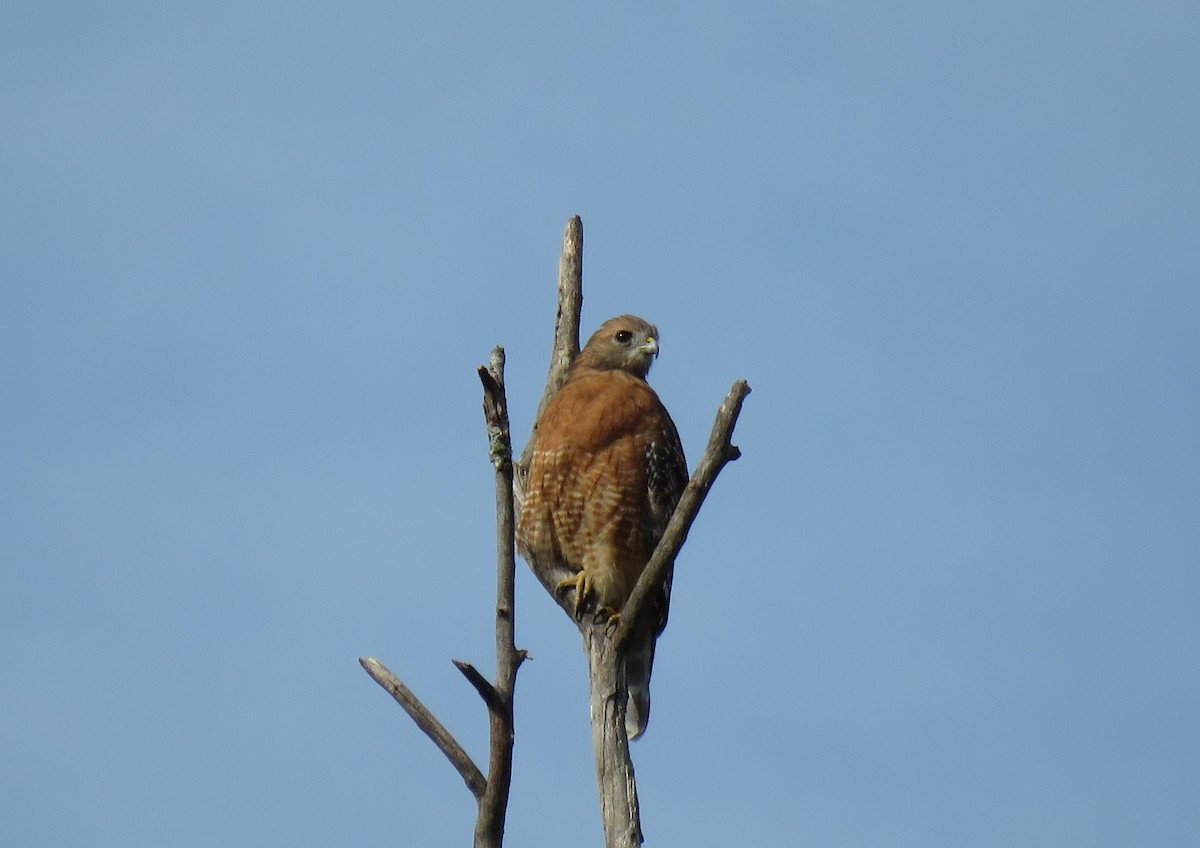 Red-shouldered Hawk - ML174182171