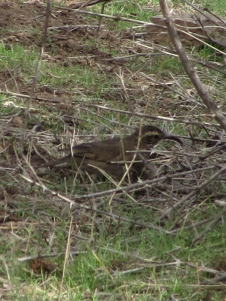 Patagonian Forest Earthcreeper - ML174182421