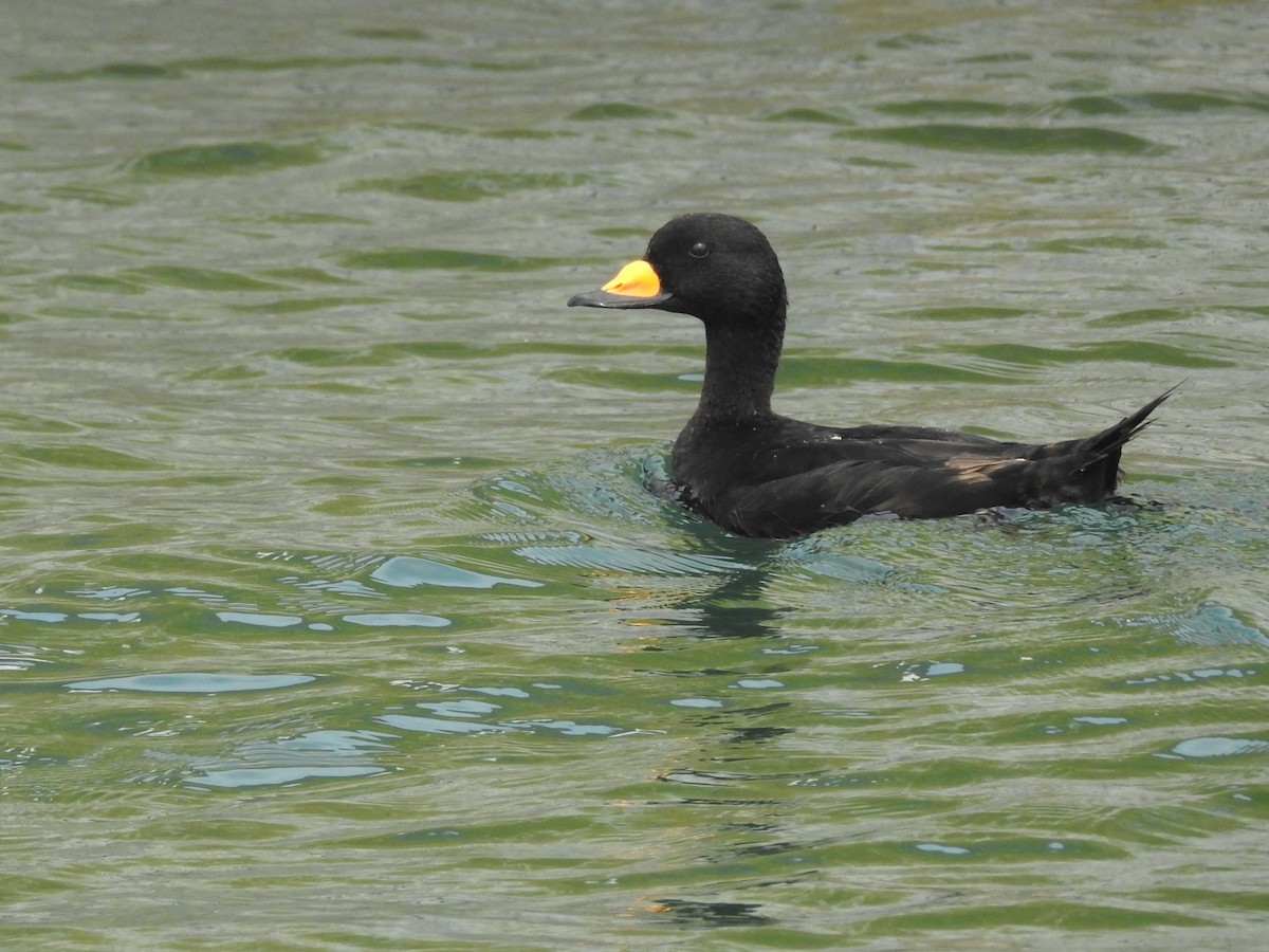 Black Scoter - ML174184311