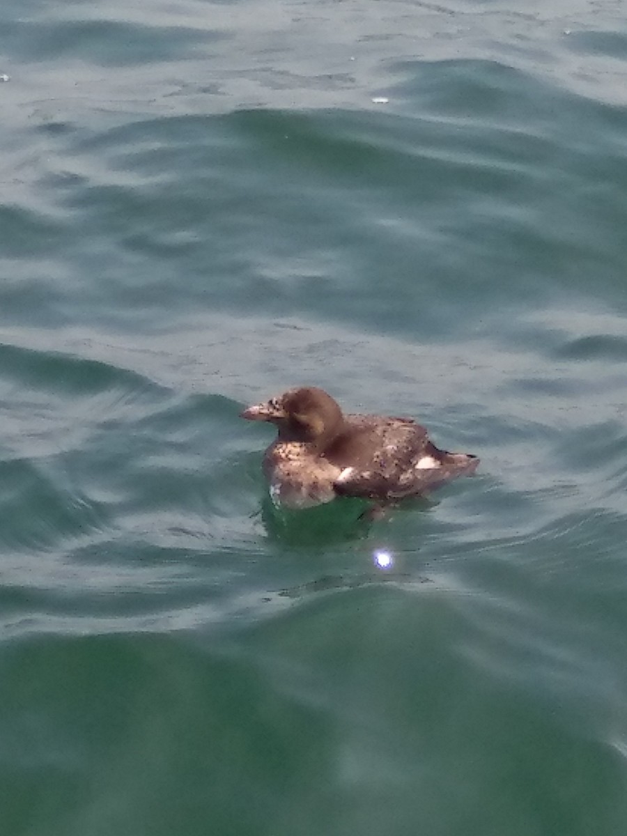 Rhinoceros Auklet - ML174184401