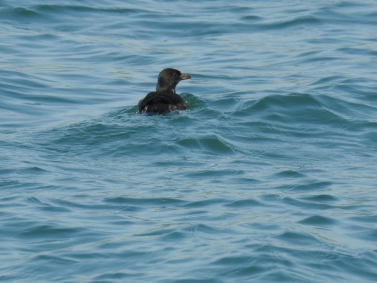 Rhinoceros Auklet - ML174184421