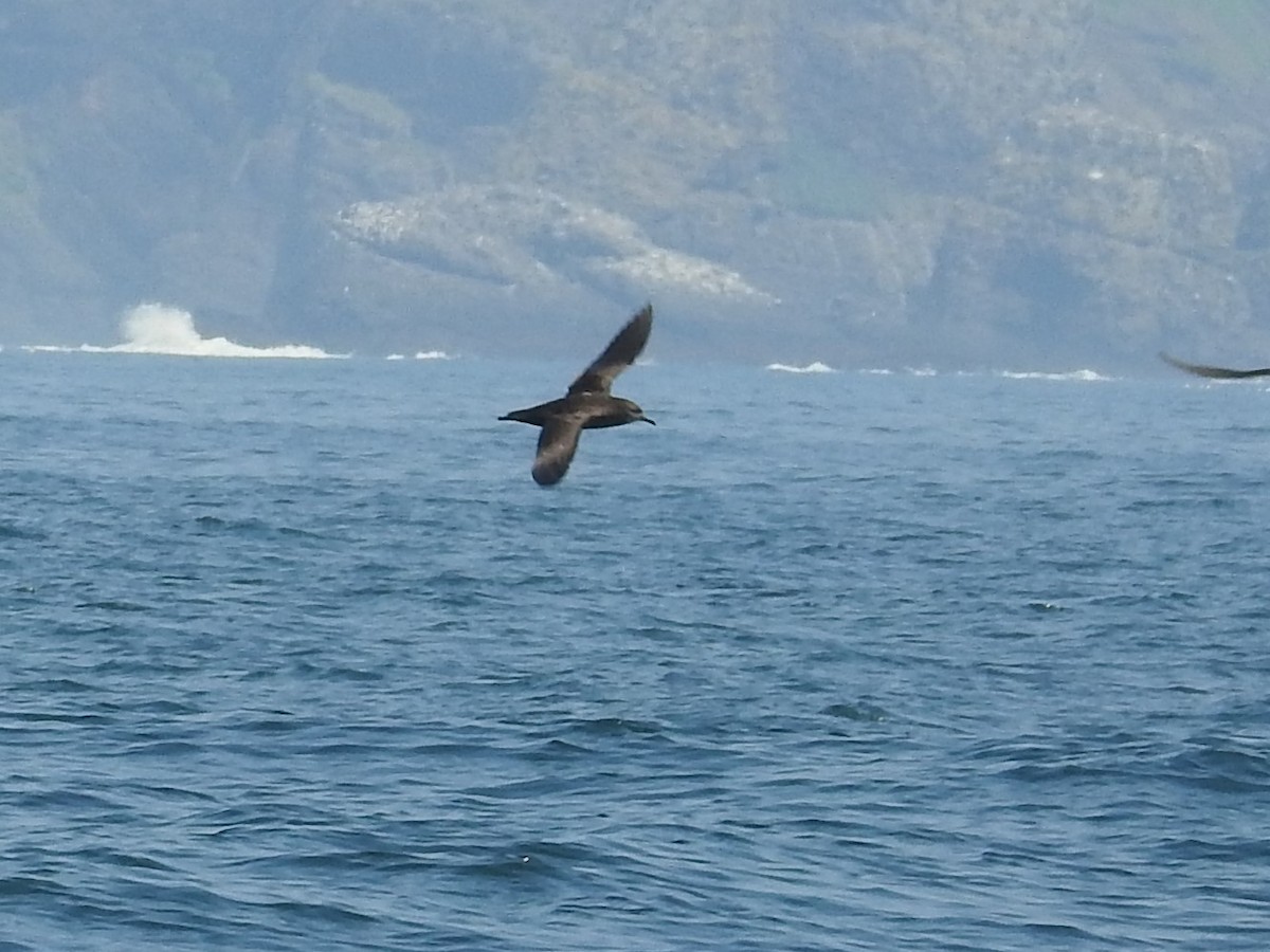 Short-tailed Shearwater - ML174184481