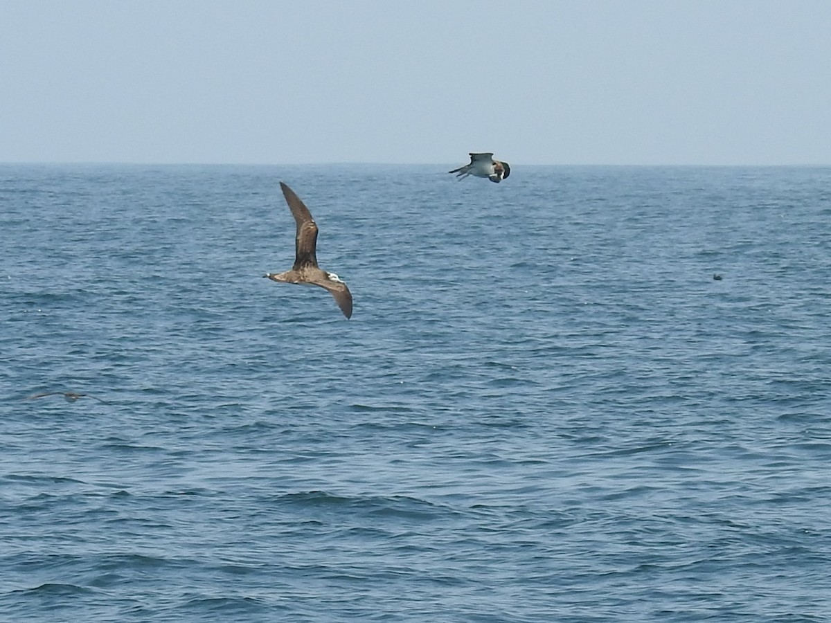 Streaked Shearwater - ML174184571