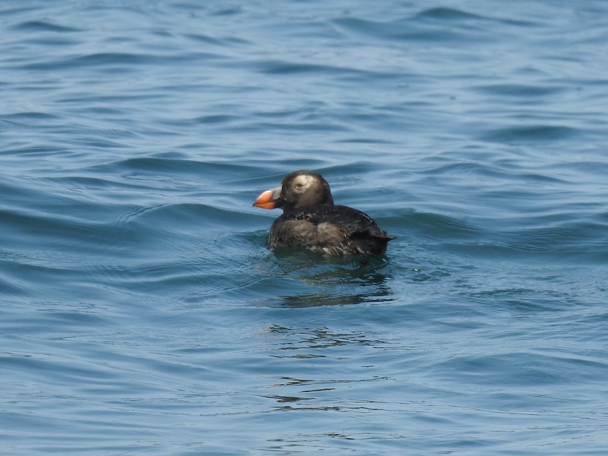 Tufted Puffin - ML174184591