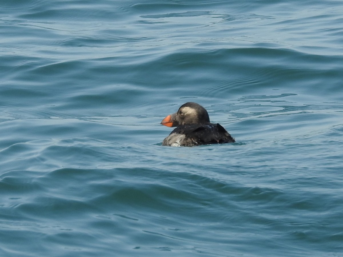 Tufted Puffin - ML174184601