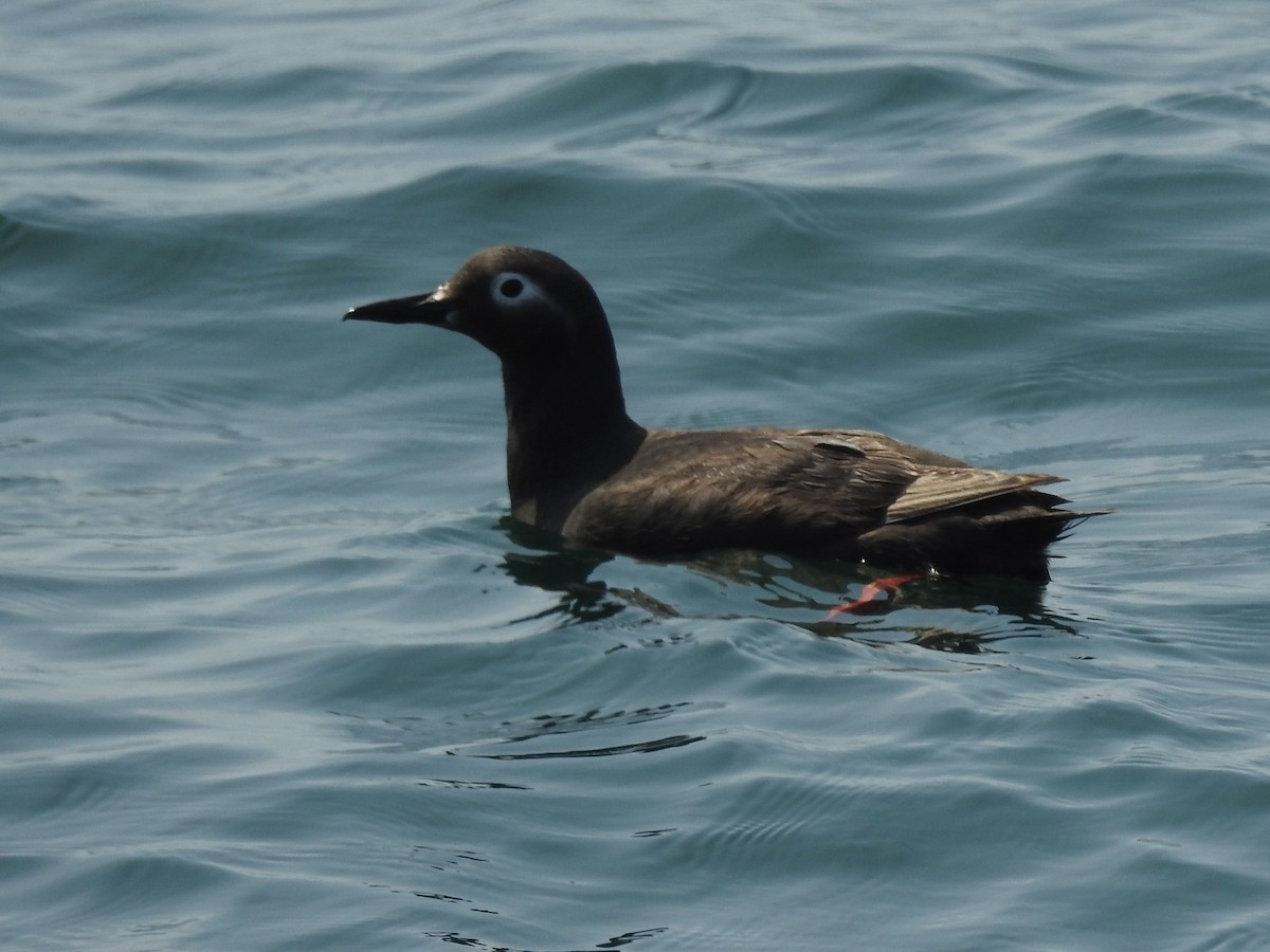 Spectacled Guillemot - ML174184651