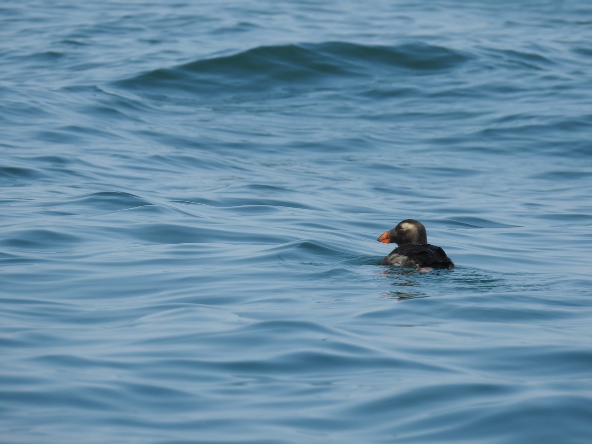 Tufted Puffin - ML174184671