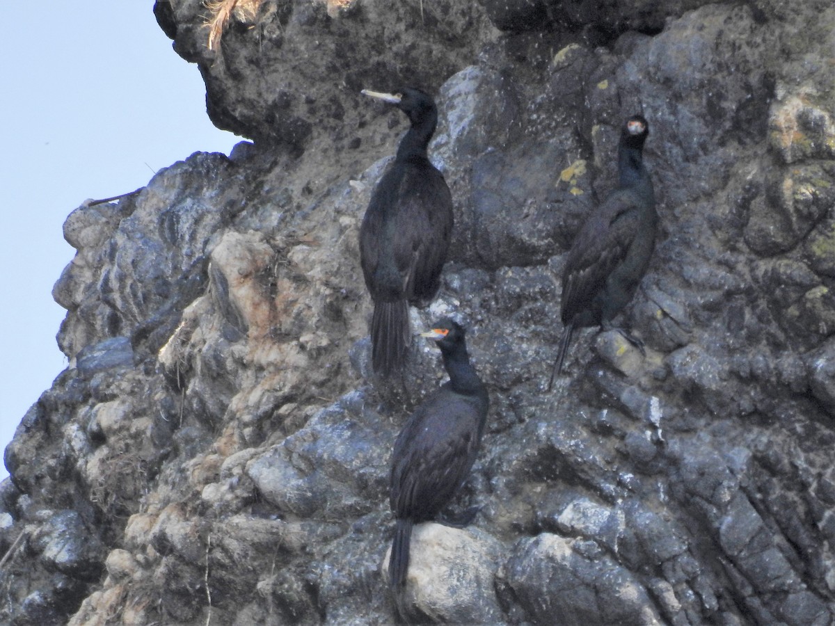 Red-faced Cormorant - ML174184861