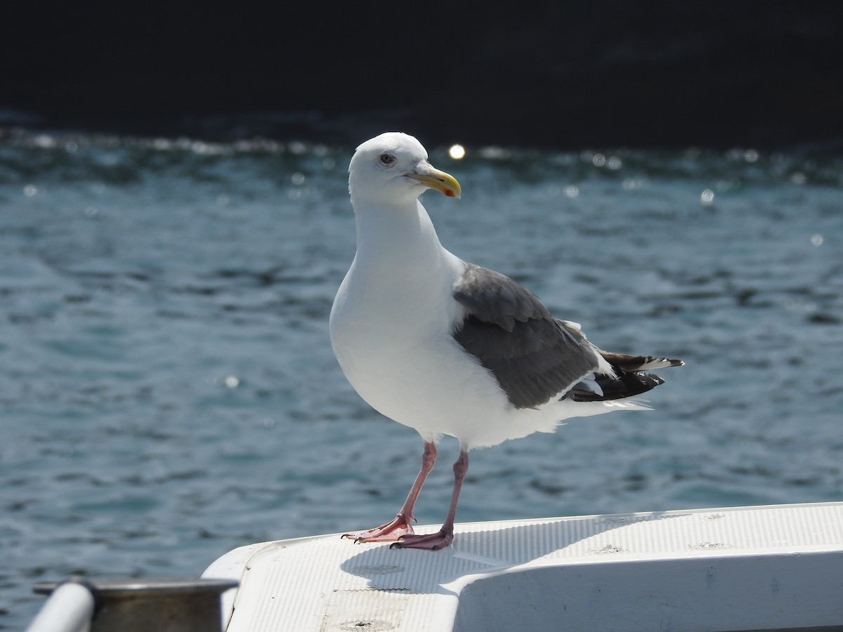 Slaty-backed Gull - ML174184871