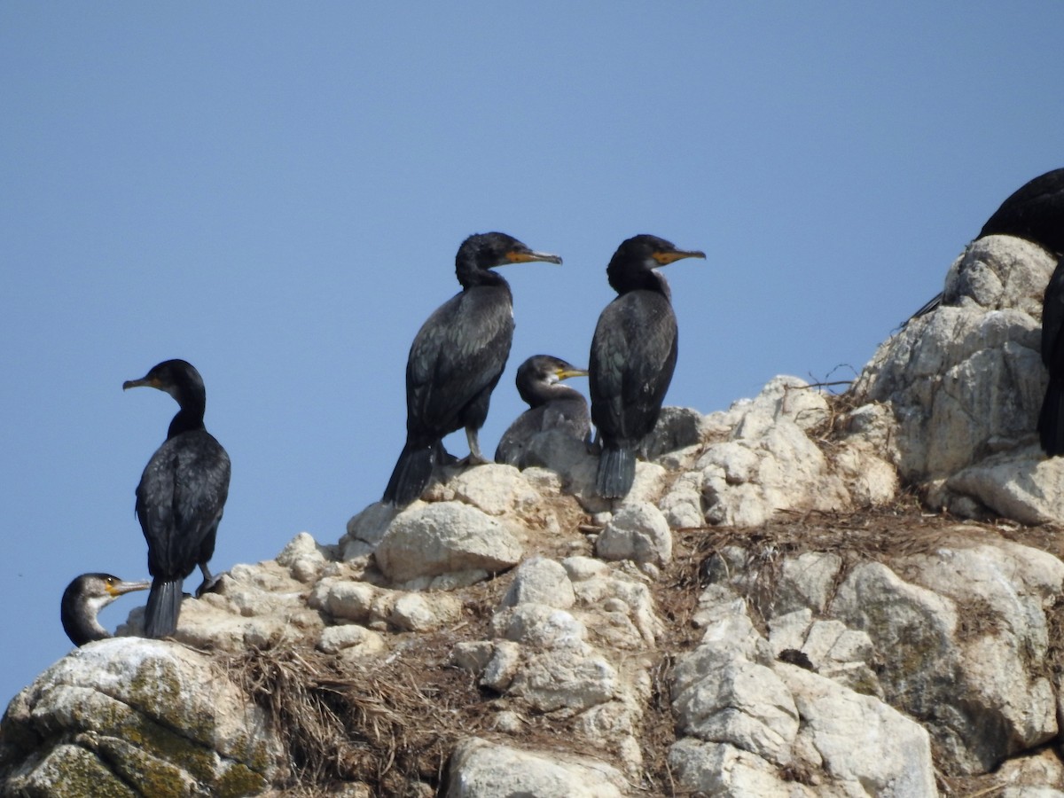 Japanese Cormorant - ML174184881