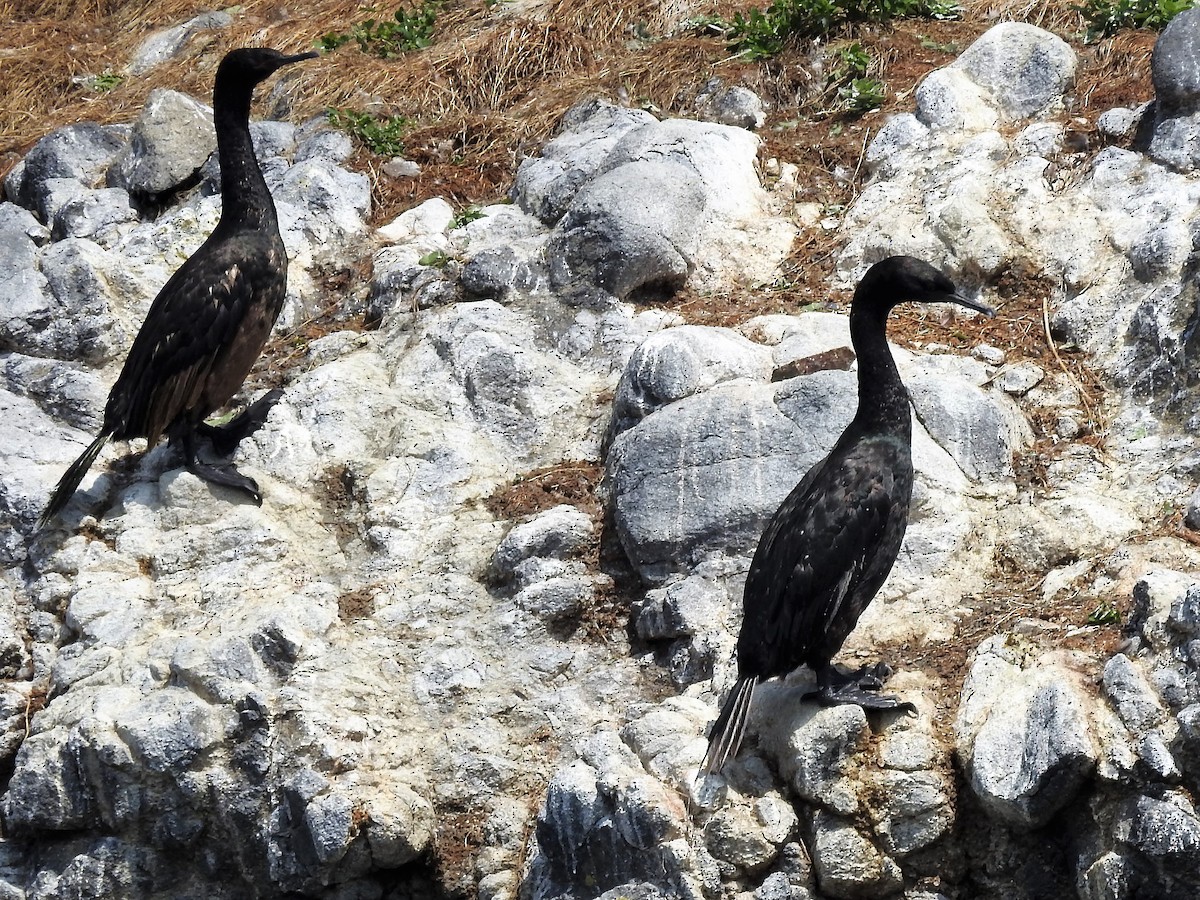 Pelagic Cormorant - ML174184931