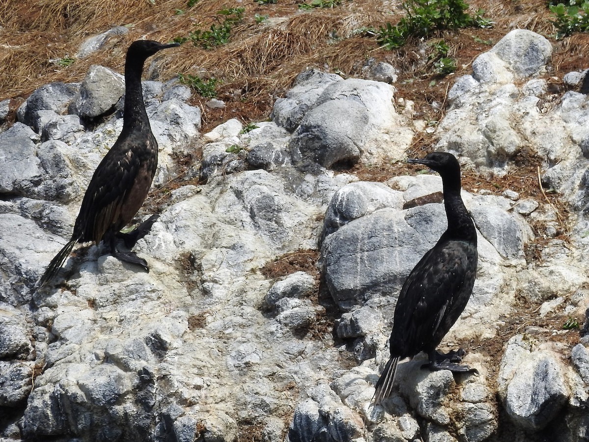 Pelagic Cormorant - ML174184951