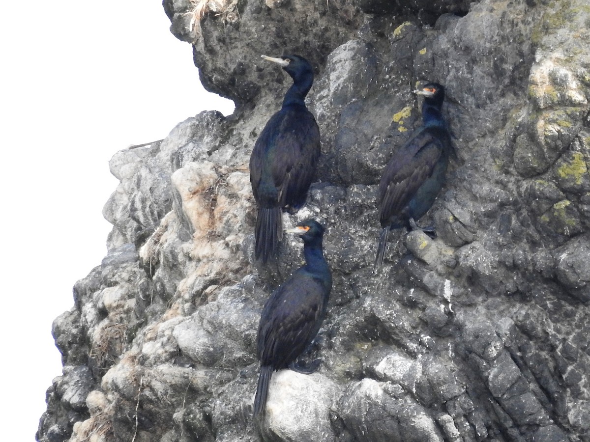 Red-faced Cormorant - ML174184961