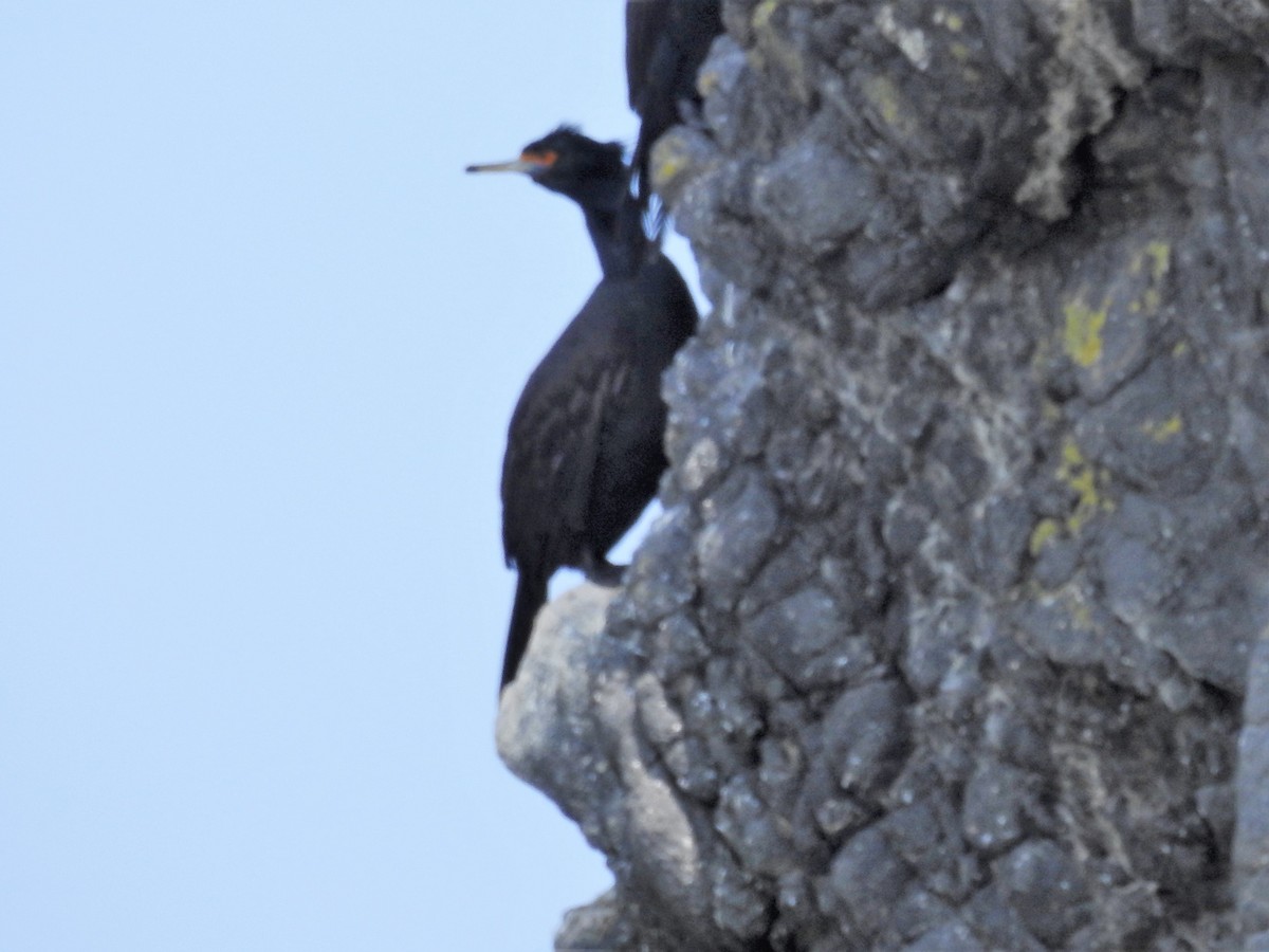 Red-faced Cormorant - ML174184981