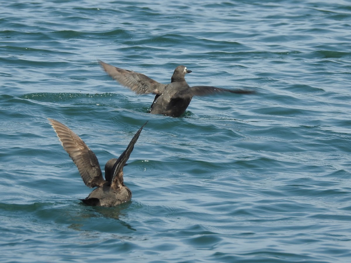 Spectacled Guillemot - Jian-Long(建龍) WU(吳)