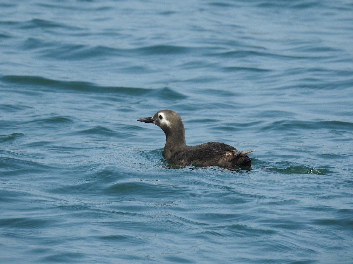 Spectacled Guillemot - Jian-Long(建龍) WU(吳)