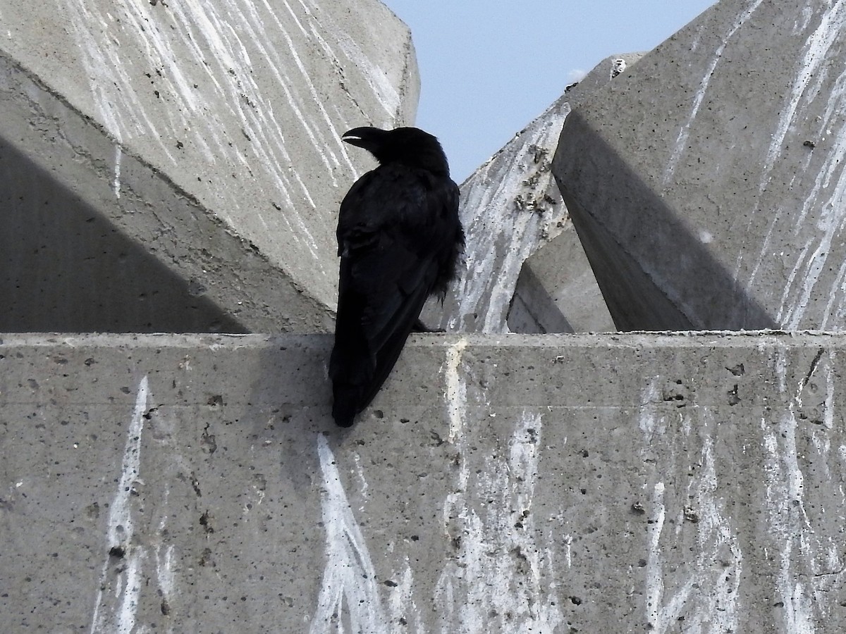 Large-billed Crow (Large-billed) - ML174185181