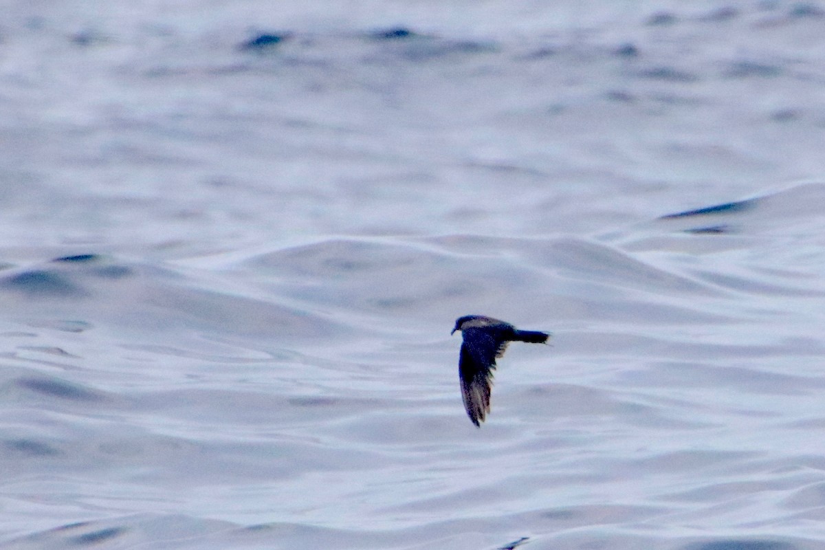 Leach's Storm-Petrel - ML174185301