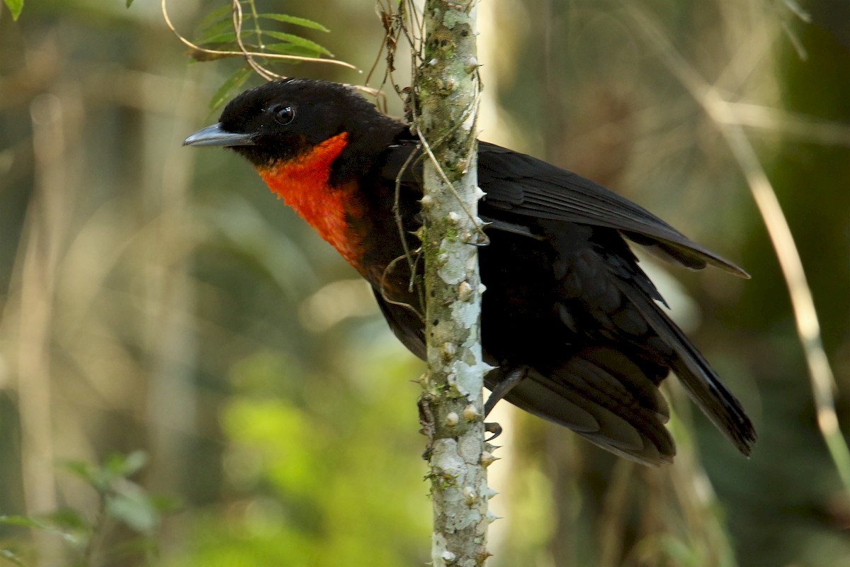 Red-ruffed Fruitcrow - Martjan Lammertink