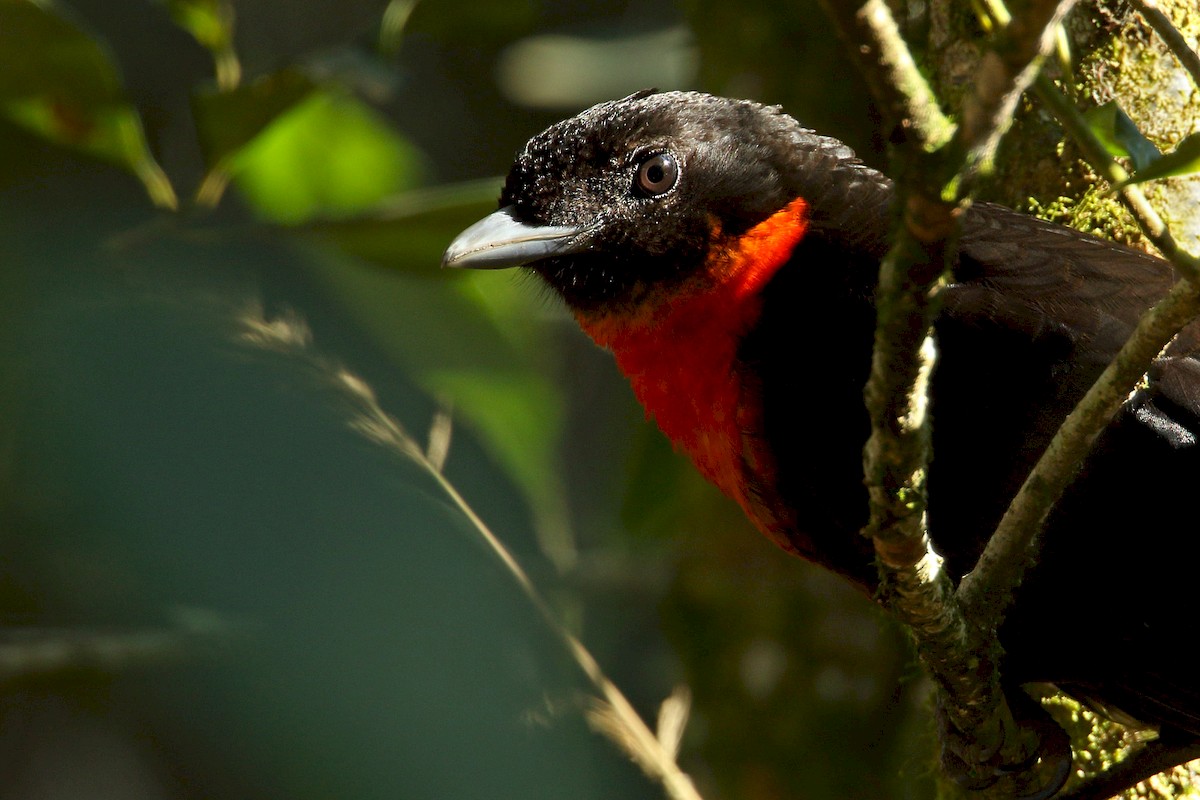 Red-ruffed Fruitcrow - ML174187181