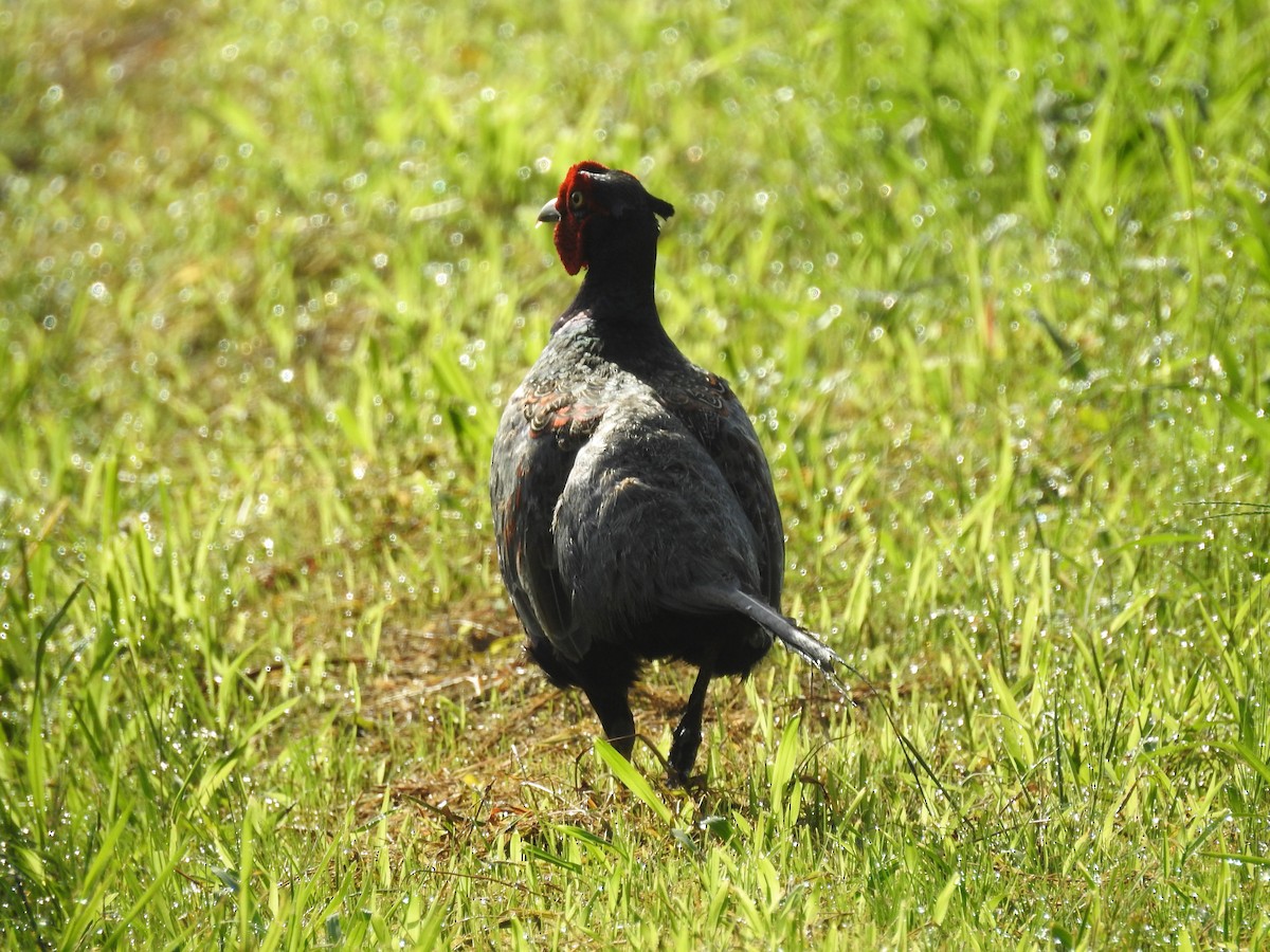 Green Pheasant - ML174187261