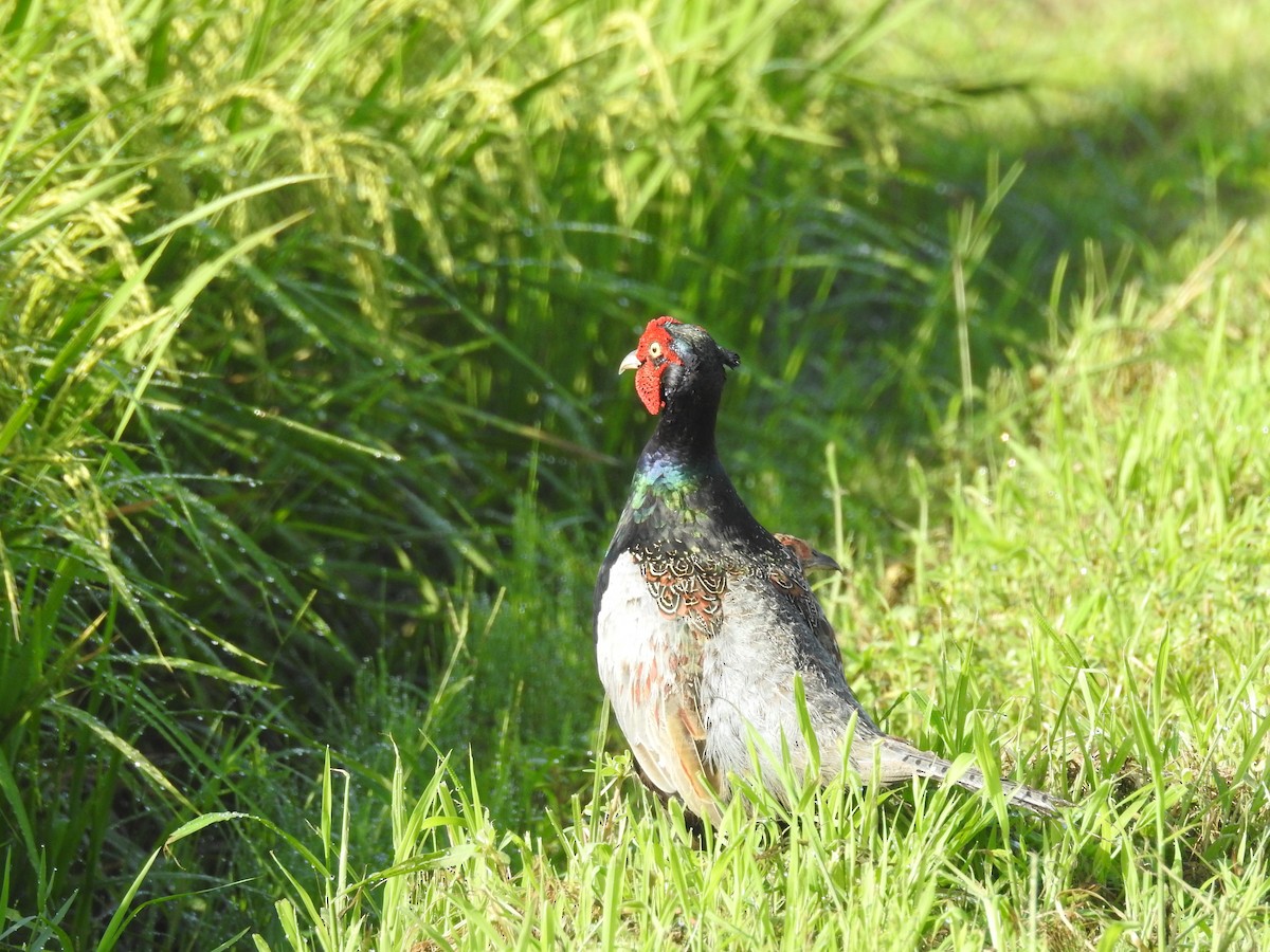 Green Pheasant - ML174187271