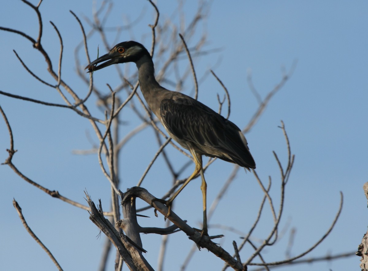Yellow-crowned Night Heron - ML174187331