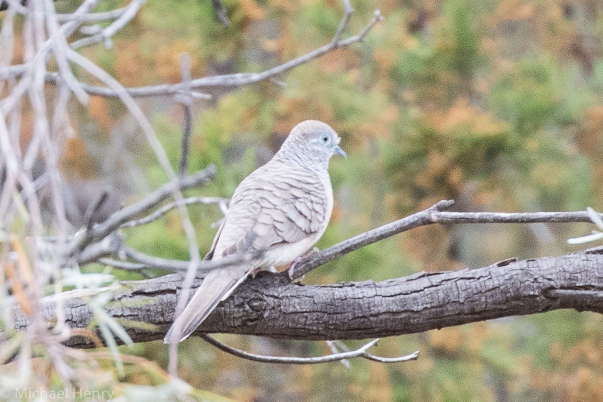 Peaceful Dove - ML174187411