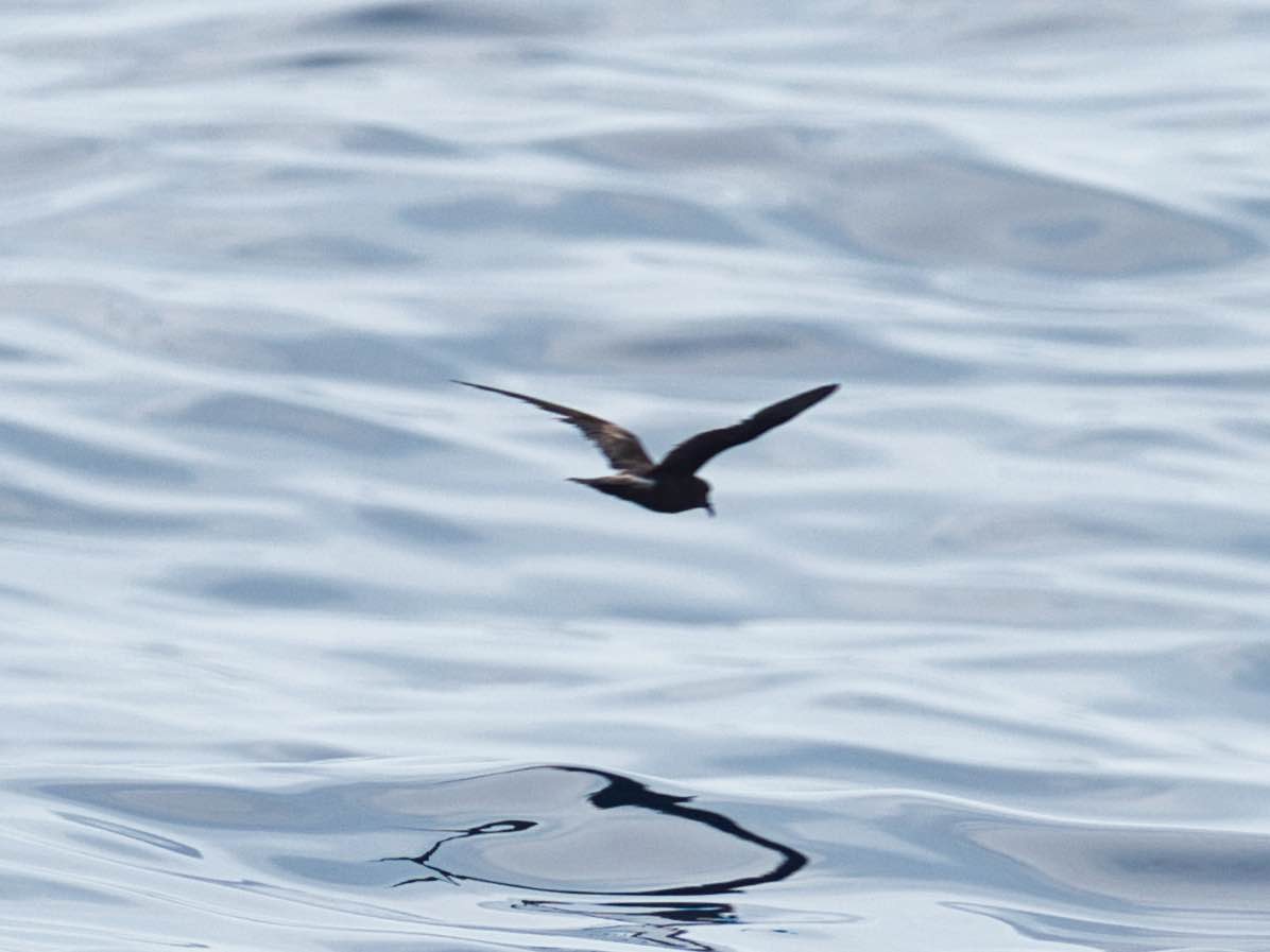 Leach's Storm-Petrel - ML174187701