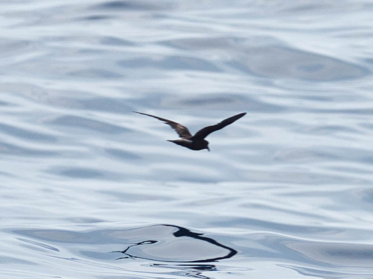 Leach's Storm-Petrel - Eric Carpenter