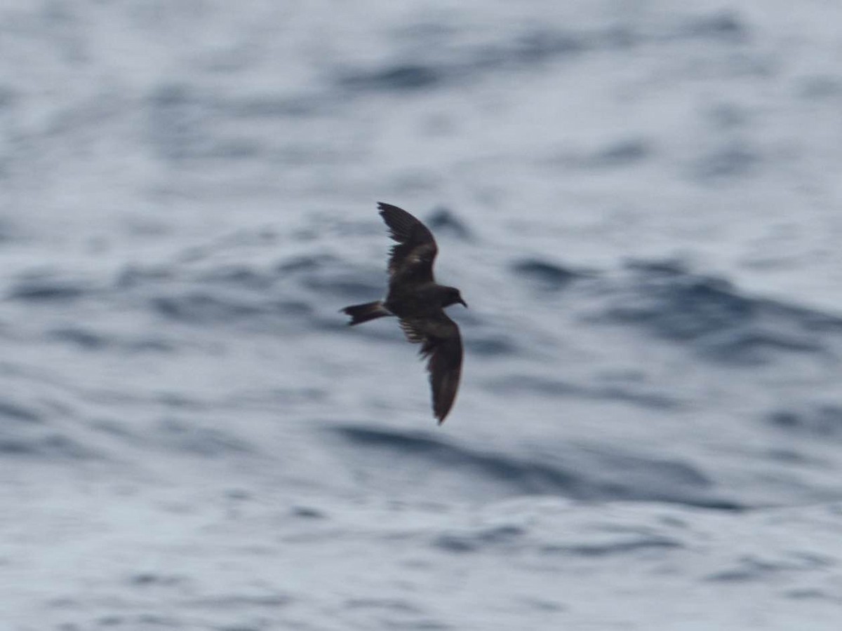 Leach's Storm-Petrel - ML174187711